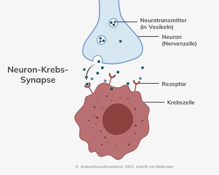 Neuron-Krebs-Synapse, © Krebsinformationsdienst, DKFZ; erstellt mit BioRender.com Verbindung (Synapse) zwischen Nervenzelle (Neuron) und Krebszelle: Die Nervenzelle schüttet Botenstoffe (Neurotransmitter) in den synaptischen Spalt aus. Die Krebszelle empfängt die Signale über Bindungsstellen auf ihrer Oberfläche (Rezeptoren).
