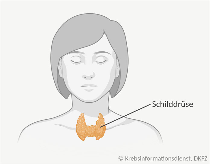 Lage der Schilddrüse bei einer Frau: Das Organ sieht schmetterlingsförmig aus und liegt für dem Kehlkopf.