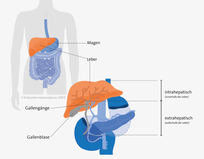 Grafische Darstellung: Lage der Gallenblase im Körper und Verlauf der Gallengänge innerhalb und außerhalb der Leber.
