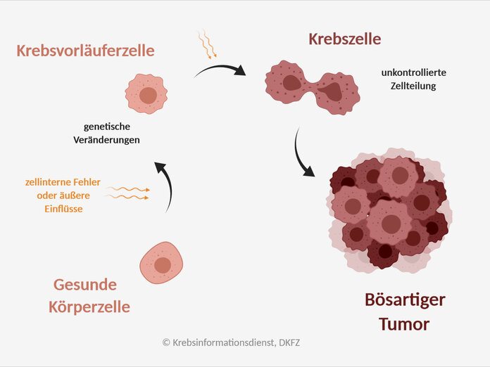 Grafik mit den verschiedenen Schritten der Krebsentstehung