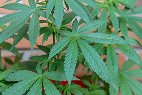 Ansicht einer Marihuana-Pflanze