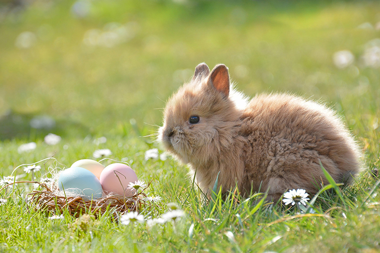 Frohe Ostern! © Pixabay